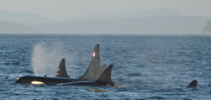 ORCAs